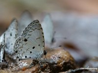 〈01〉秋季賞蝶趣-成蝶篇🦋