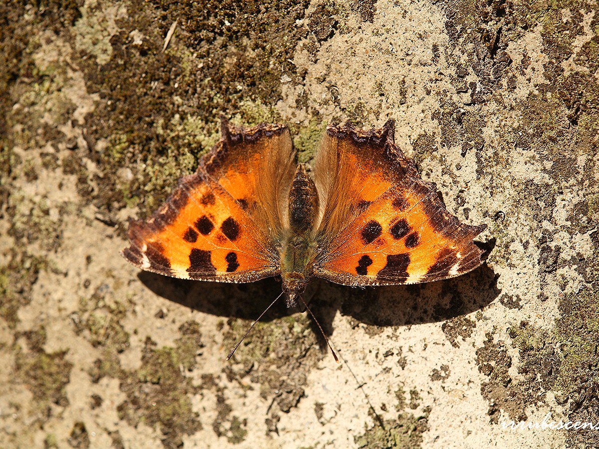 〈07〉蝴蝶的越冬❄️