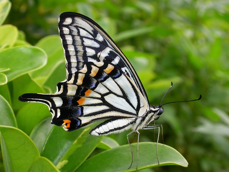 〈10〉罕見的普蝶－逐漸從我們眼前消失的常見種🔎
