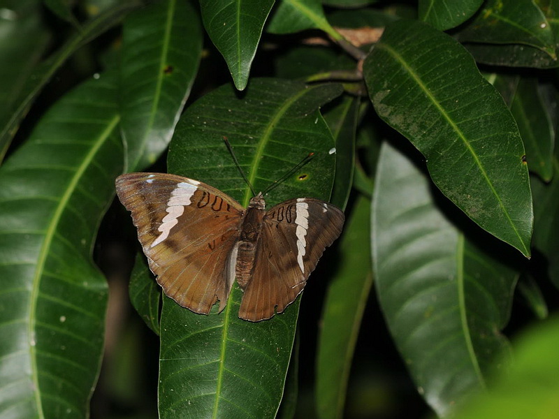 〈04〉臺灣新住民-談尖翅翠蛺蝶追蹤始末與現況🧚‍♀️