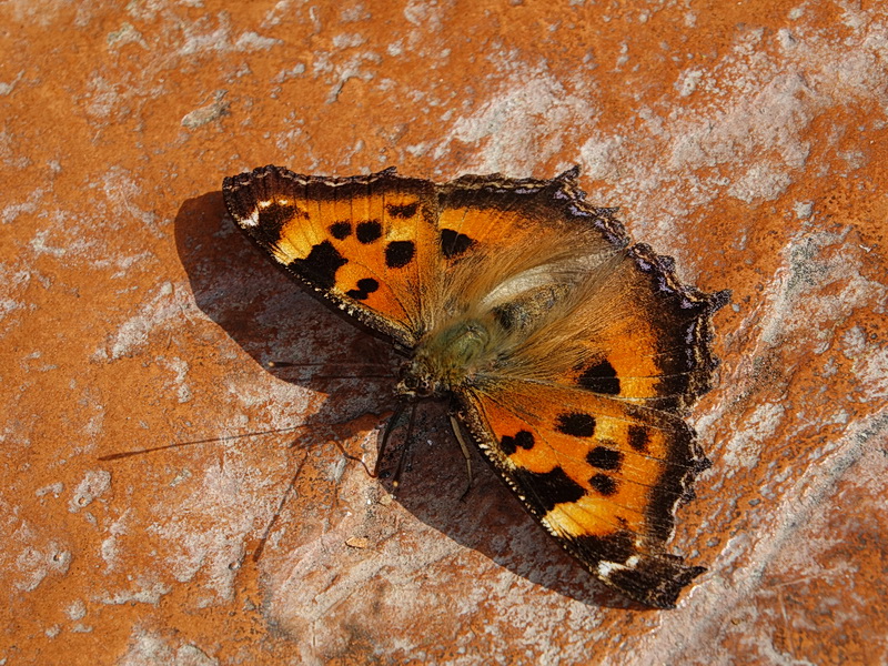 〈09〉另類春蝶－等待新芽嫰葉的成蟲🌱
