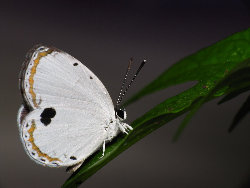 〈06〉版圖移動-談氣候變遷對臺灣蝴蝶的影響☀️