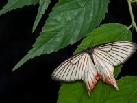 〈11〉從生活中認識飛蛾─電影動漫篇(一)