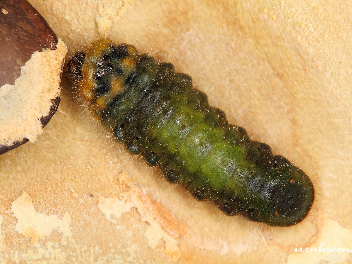 〈05〉秋季賞蝶趣-幼蟲篇🐛