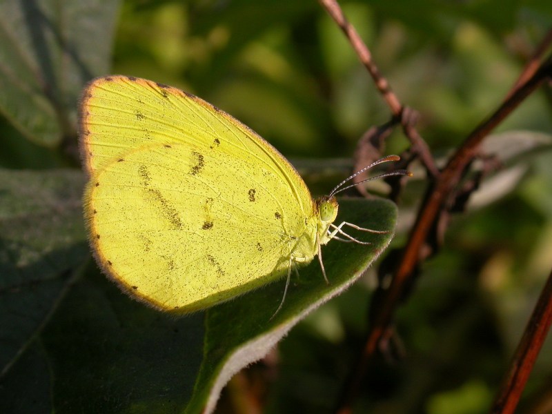 〈02〉秋季賞蝶趣-季節型篇