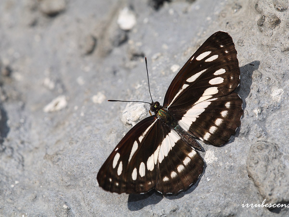 〈03〉無邊環蛺蝶幼生期的型態、生態及寄主專一性介紹👨‍🏫