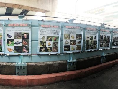 【華江生態園區】8/12、8/13、8/15、8/16蝴蝶有約生態遊