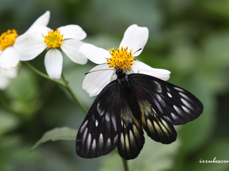 (活動取消)05/28(六)~05/29(日)《漫步松羅•蝶賞四季》賞蝶之旅🦋