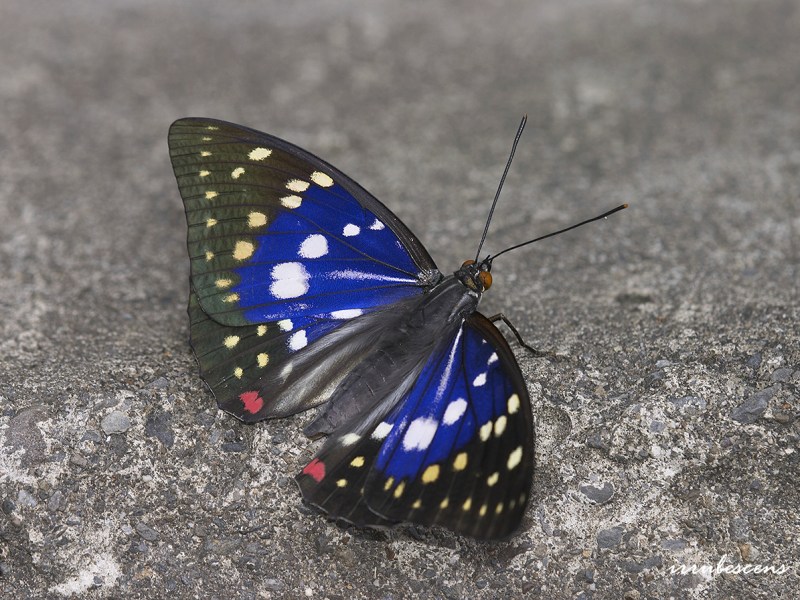 2022/05/06北橫自然生態之旅
