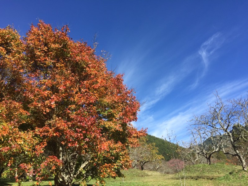 07/04~07/06武陵桃花源尋花訪蝶賞鳥三日遊