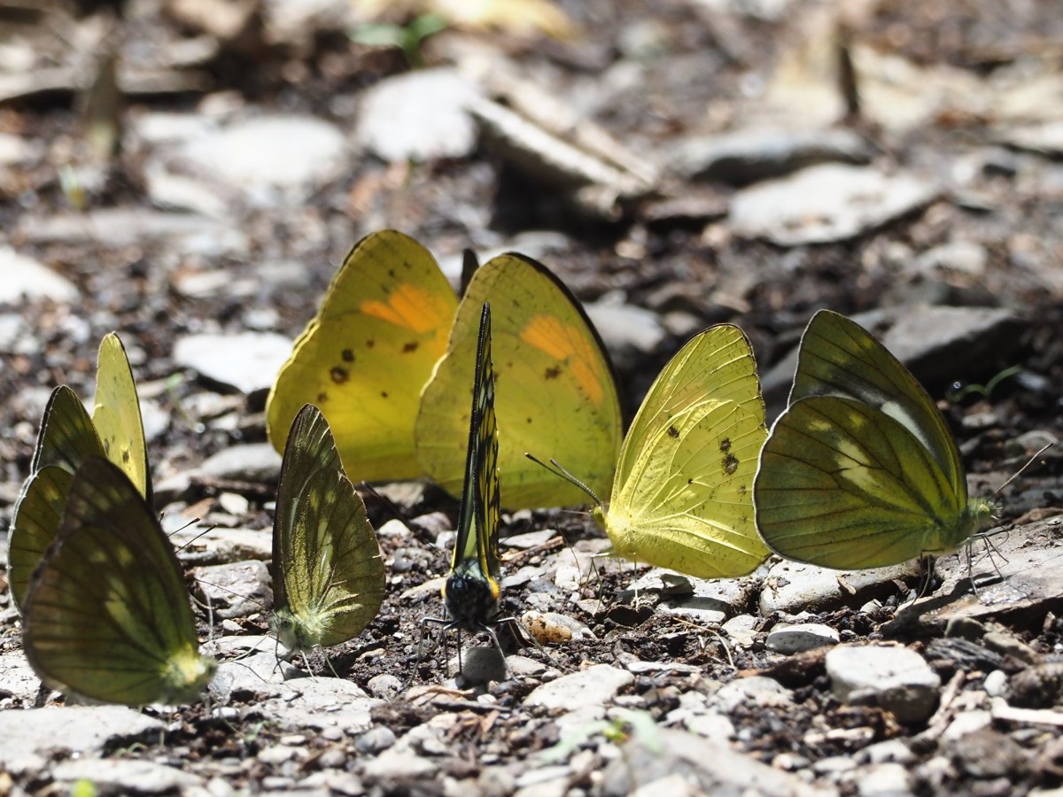 07/17~07/19極品秘境～合歡溪‧尋幽訪蝶趣