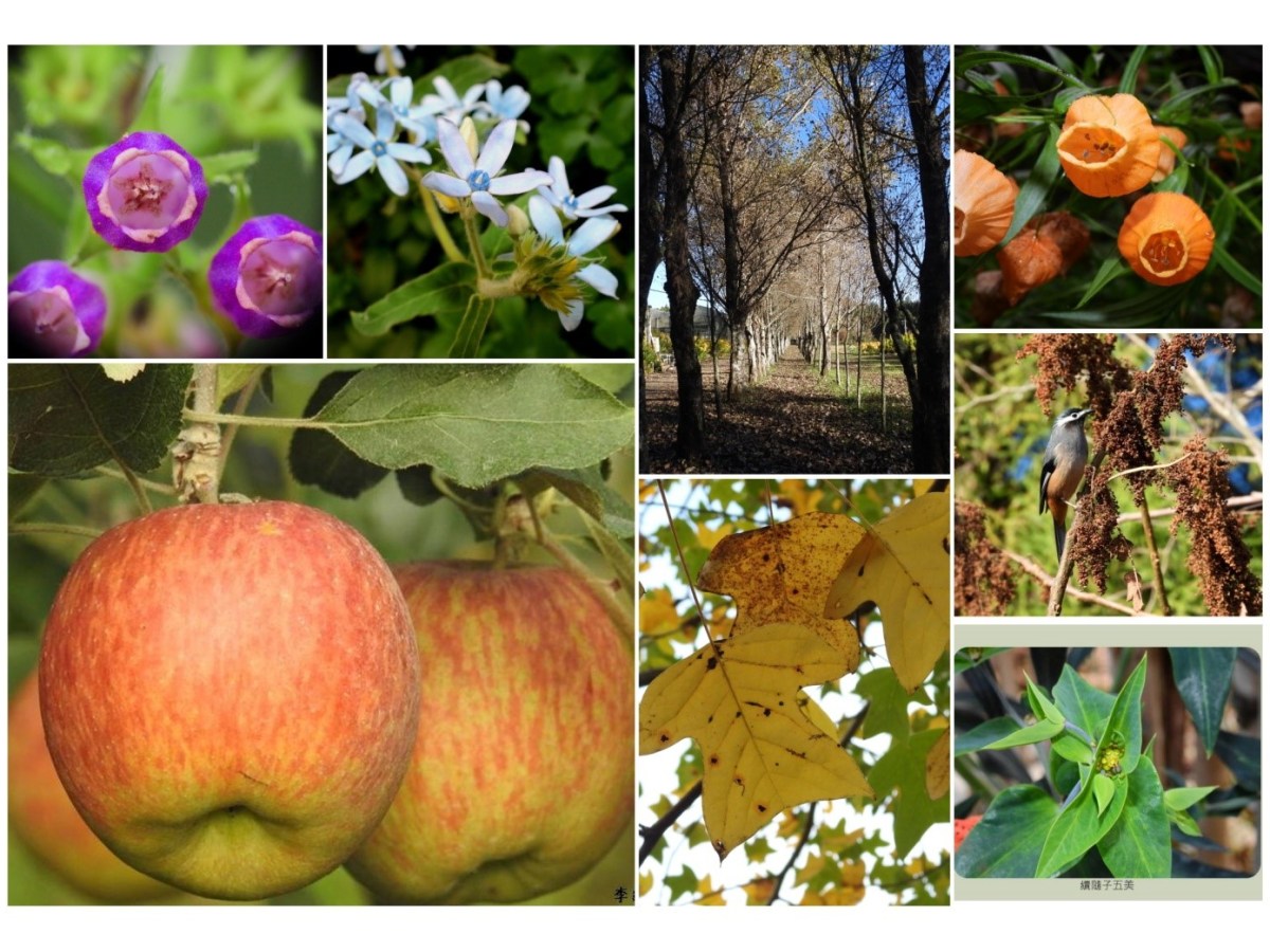 11/18-19梅峰🍎芬秋色二日遊