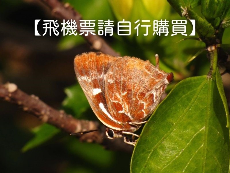 05/22~25金門賞蝶趣~四日遊