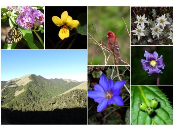 7/2-4梅峰合歡山避暑三日遊