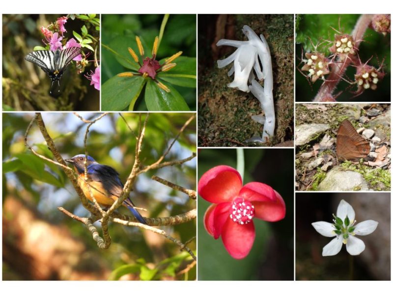 5/31-6/1觀霧賞蝶賞鳥賞花行