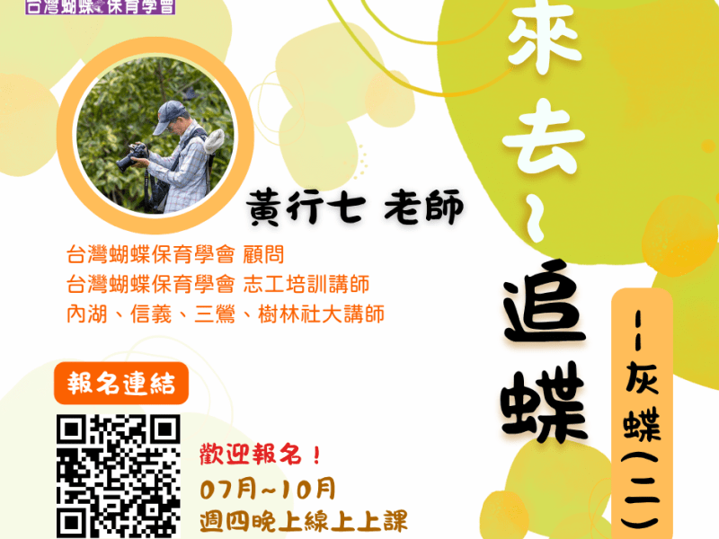 【蝶會】2026年《線上課程》來去~追蝶–灰蝶(2)